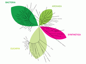 Synthetica